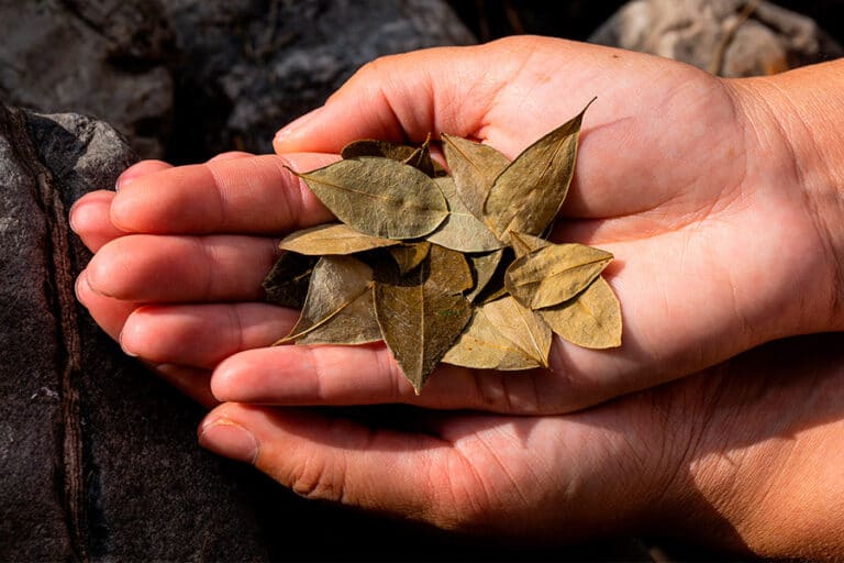 HOJAS DE COCA » Por Afuerita