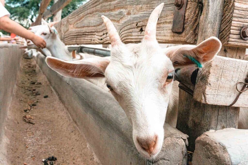 Cabras de Cafayate