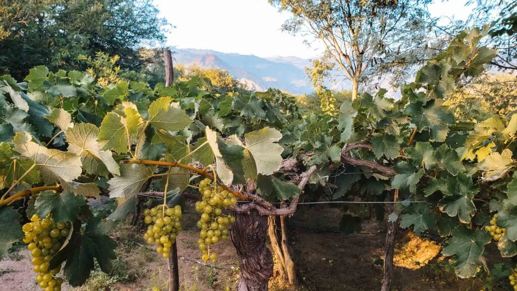 Viñedos Cafayate