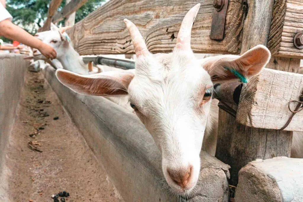 Cabras de Cafayate